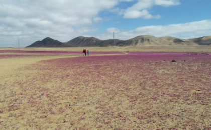 des pluies inhabituelles font fleurir le désert aride d'Atacama.jpg