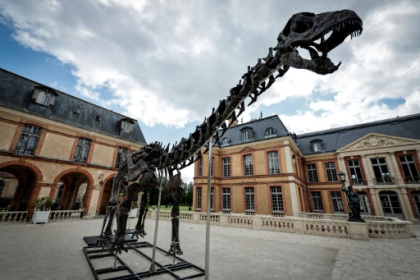 Le plus grand dinosaure jamais mis aux enchères exposé dans un château des Yvelines.jpg