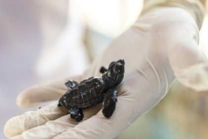 Sur les côtes turques, le baby boom des tortues marines.jpg