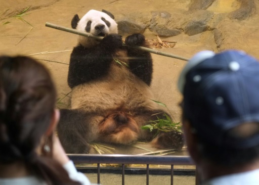 Un couple de pandas vieillissants va quitter Tokyo pour rentrer en Chine