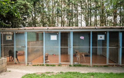 Près de 8.000 animaux recueillis par la SPA au cours de l'été