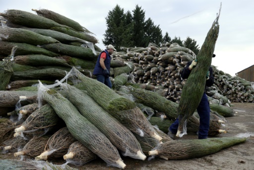 Après le vin et le gruyère, bientôt des sapins de Noël d'origine protégée ?