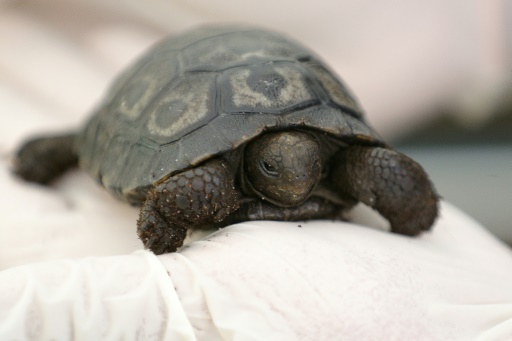 Naissance d'une tortue des Galapagos à Ajaccio, une première en France