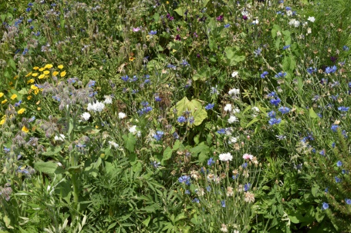 Pour préserver la biodiversité et face au changement climatique, à chacun de cultiver son jardin