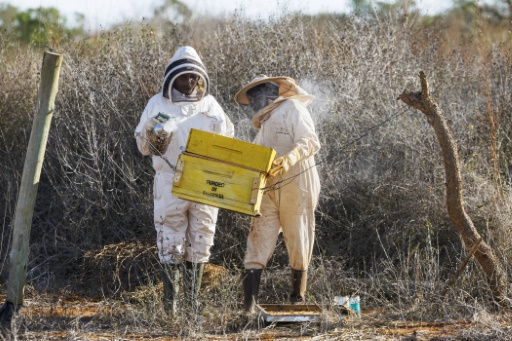 Au Kenya, les abeilles comme solution au conflit entre éléphants et êtres humains