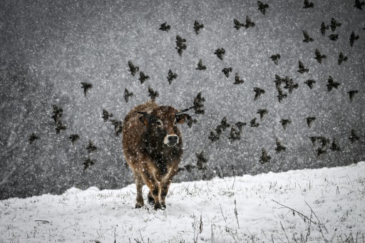 Neige, froid et vent : l'hiver s'invite en France tôt dans la saison