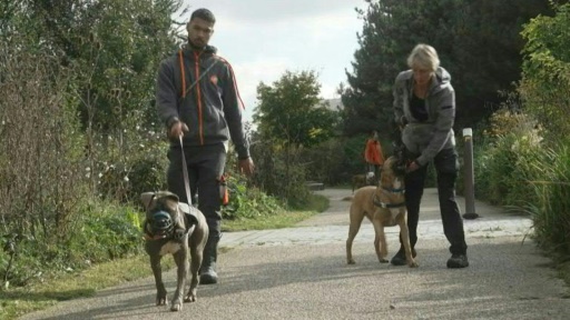 Pour les pensionnaires de la SPA, un déménagement en forme de promenade