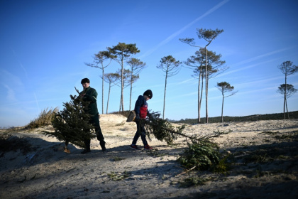 Des enfants transportent des sapins de Noël recyclés pour combler une brèche dans une dune sur une plage de la Teste-de-Buch, le 15 janvier 2025 en Gironde