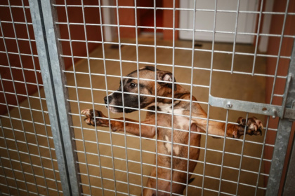 Un chien proposé à l'adoption dans un refuge de la SPA à Gennevilliers, le 7 novembre 2024