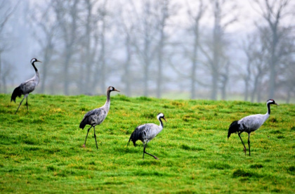 Des grues cendrées dans un champ près du lac du Der, à Giffaumont-Champaubert (Marne), le 31 janvier 2025