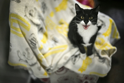 Le chat Marvis au refuge Mayhew, après avoir été recueilli, le 3 avril 2025 dans l'ouest de Londres