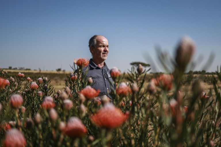 La protéa, fleur nationale de l'Afrique du Sud, menacée par le changement climatique