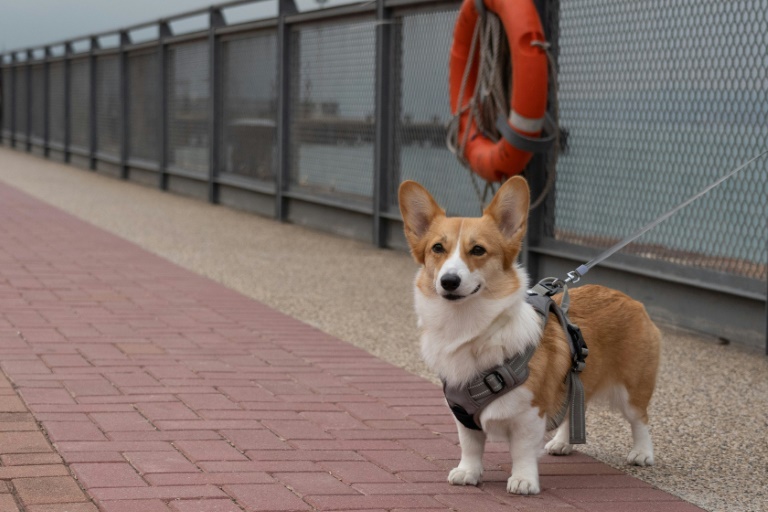 Les eurodéputés adoptent des règles pour le bien-être des chats et des chiens