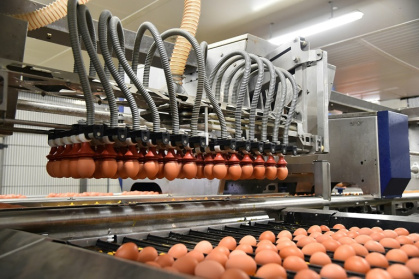 Une ligne d'emballage d'oeufs dans une usine Fermiers Loué à La Bazoge, dans le nord-ouest de la France, le 30 mars 2018 - JEAN-FRANCOIS MONIER (AFP) Une ligne d'emballage d'oeufs dans une usine Fermiers Loué à La Bazoge, dans le nord-ouest de la France, le 30 mars 2018 - JEAN-FRANCOIS MONIER (AFP)