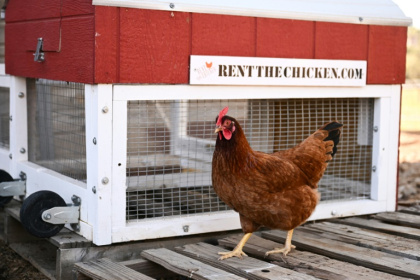 Une poule passe devant un poulailler portable dans une ferme où elles sont élevées dans le cadre du service "Rent The Chicken" à Agua Dulce, le 21 avril 2025 en Californie - Patrick T. Fallon (AFP) Une poule passe devant un poulailler portable dans une ferme où elles sont élevées dans le cadre du service "Rent The Chicken" à Agua Dulce, le 21 avril 2025 en Californie - Patrick T. Fallon (AFP)