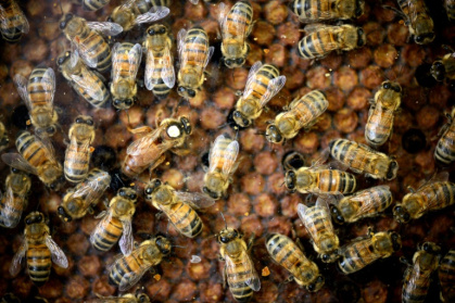 L’utilisation de néonicotinoïdes, même en faibles quantités, peut "altérer le comportement des abeilles" - Eric Feferberg (AFP) L’utilisation de néonicotinoïdes, même en faibles quantités, peut "altérer le comportement des abeilles" - Eric Feferberg (AFP)