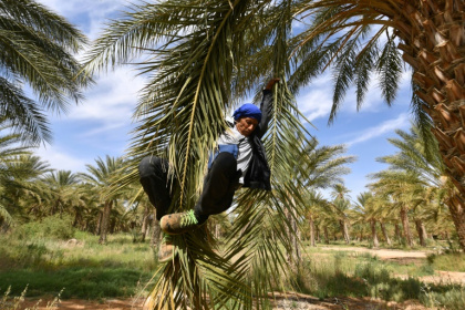 Un agriculteur descend d'un plmier après l'avoir pollinisé, le 30 avril 2025, dans les palmeraies de Jemna, dans le sud de la Tunisie. - FETHI BELAID (AFP) Un agriculteur descend d'un plmier après l'avoir pollinisé, le 30 avril 2025, dans les palmeraies de Jemna, dans le sud de la Tunisie. - FETHI BELAID (AFP)