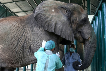Le Dr Buddhika Bandara (g), un chirurgien vétérinaire du Sri Lanka, examine l'éléphante Madhubala, atteinte de tuberculose, dans un enclos du Safari Park de Karachi, le 16 mai 2025 au Pakistan - Rizwan TABASSUM (AFP) Le Dr Buddhika Bandara (g), un chirurgien vétérinaire du Sri Lanka, examine l'éléphante Madhubala, atteinte de tuberculose, dans un enclos du Safari Park de Karachi, le 16 mai 2025 au Pakistan - Rizwan TABASSUM (AFP)