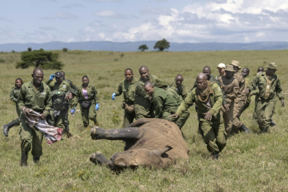 Des vétérinaires kényans et des rangers se précipitent pour aider une femelle rhinocéros sédatée à des fins de relocalisation, dans le parc national de Nakuru, au Kenya, le 7 juin 2025 - Tony KARUMBA (AFP)