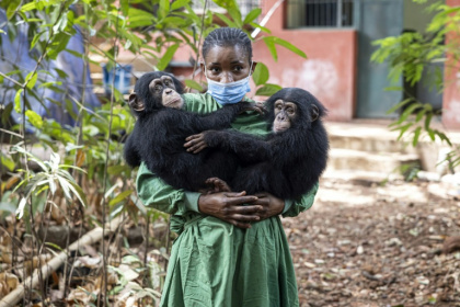 Les bébés chimpanzés orphelins Esther (g) et Rio (de) et leur soigneuse Hawa Kamara, au sanctuaire pour chimpanzés de Tacugama, dans les environs de Freetown, le 24 avril 2025 en Sierra Leone - PATRICK MEINHARDT (AFP) Les bébés chimpanzés orphelins Esther (g) et Rio (de) et leur soigneuse Hawa Kamara, au sanctuaire pour chimpanzés de Tacugama, dans les environs de Freetown, le 24 avril 2025 en Sierra Leone - PATRICK MEINHARDT (AFP)