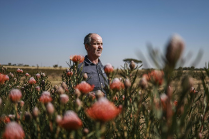 L'agriculteur Nico Thuynsma et l'une des variétés de protéas poussant dans sa ferme de Cullinan, à l'est de Pretoria, le 3 juin 2025 en Afrique du Sud - Phill Magakoe (AFP)