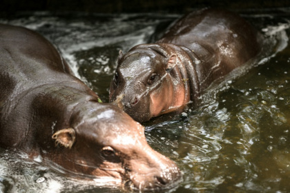 Le bébé hippopotame pygmée Moo Deng (d), nage avec sa mère au zoo de Khao Kheow, le 10 juillet 2025 à Chonburi, en Thaïlande - Chanakarn Laosarakham (AFP) Le bébé hippopotame pygmée Moo Deng (d), nage avec sa mère au zoo de Khao Kheow, le 10 juillet 2025 à Chonburi, en Thaïlande - Chanakarn Laosarakham (AFP)