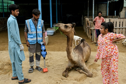 Sheema Khan (d), le manager du parc animalier qui a reccueilli Cammie, une jeune chamelle amputée d'une patte, avant la pose de sa prothèse, le 19 juillet 2025 à Karachi, au Pakistan - Rizwan TABASSUM (AFP) Sheema Khan (d), le manager du parc animalier qui a reccueilli Cammie, une jeune chamelle amputée d'une patte, avant la pose de sa prothèse, le 19 juillet 2025 à Karachi, au Pakistan - Rizwan TABASSUM (AFP)