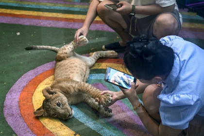 Des touristes jouant avec un lionceau dans un café de Bangkok, en Thaïlande, le 5 juin 2025 - Lillian SUWANRUMPHA (AFP) Des touristes jouant avec un lionceau dans un café de Bangkok, en Thaïlande, le 5 juin 2025 - Lillian SUWANRUMPHA (AFP)