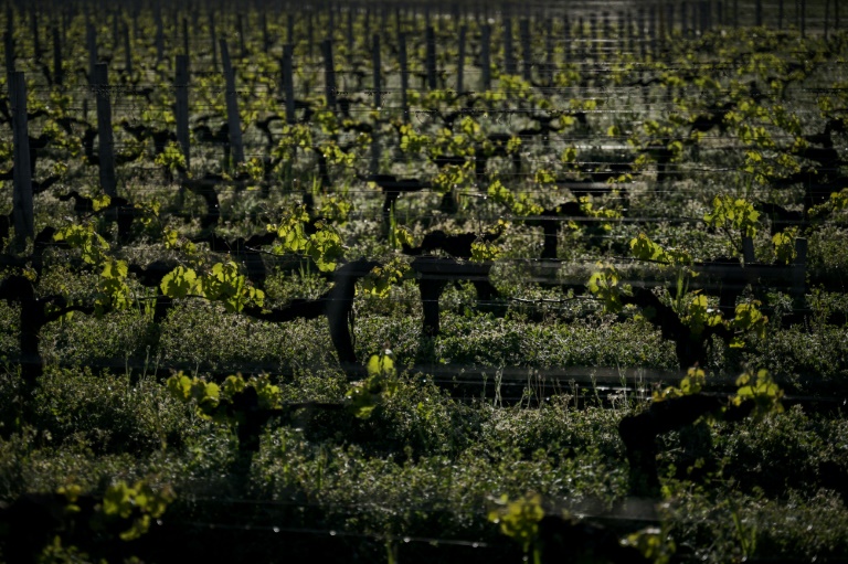 La surexposition aux pesticides des riverains des vignes démontrée par une vaste étude