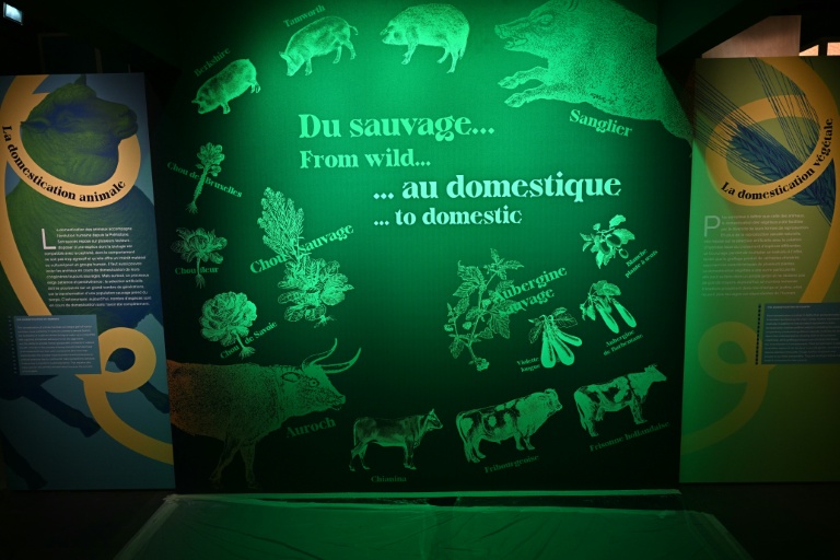 Chien, cochon d'Inde et clémentines : l'épopée vertigineuse de la domestication retracée à Toulouse Chien, cochon d'Inde et clémentines : l'épopée vertigineuse de la domestication retracée à Toulouse