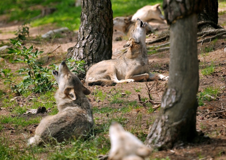 L'État assouplit les conditions de tir sur les loups attaquant des élevages
