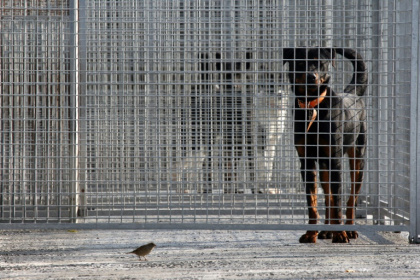 Le refuge de la SPA à Gennevilliers dans les Hauts-de-Seine, le 16 octobre 2007 - JOEL SAGET (AFP) Le refuge de la SPA à Gennevilliers dans les Hauts-de-Seine, le 16 octobre 2007 - JOEL SAGET (AFP)