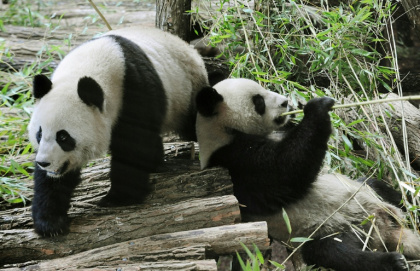 Huan Huan et Yuan Zi, deux pandas chinois, au zoo de Beauval à Saint-Aignan (Loir-et-Cher), le 17 janvier 2012. - Alain JOCARD (AFP) Huan Huan et Yuan Zi, deux pandas chinois, au zoo de Beauval à Saint-Aignan (Loir-et-Cher), le 17 janvier 2012. - Alain JOCARD (AFP)