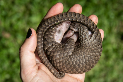 Une personne tient dans sa main un pangolin à ventre blanc qui a été sauvé de trafiquants d'animaux à Kampala, en Ouganda, le 9 avril 2020 - Isaac Kasamani (AFP) Une personne tient dans sa main un pangolin à ventre blanc qui a été sauvé de trafiquants d'animaux à Kampala, en Ouganda, le 9 avril 2020 - Isaac Kasamani (AFP)