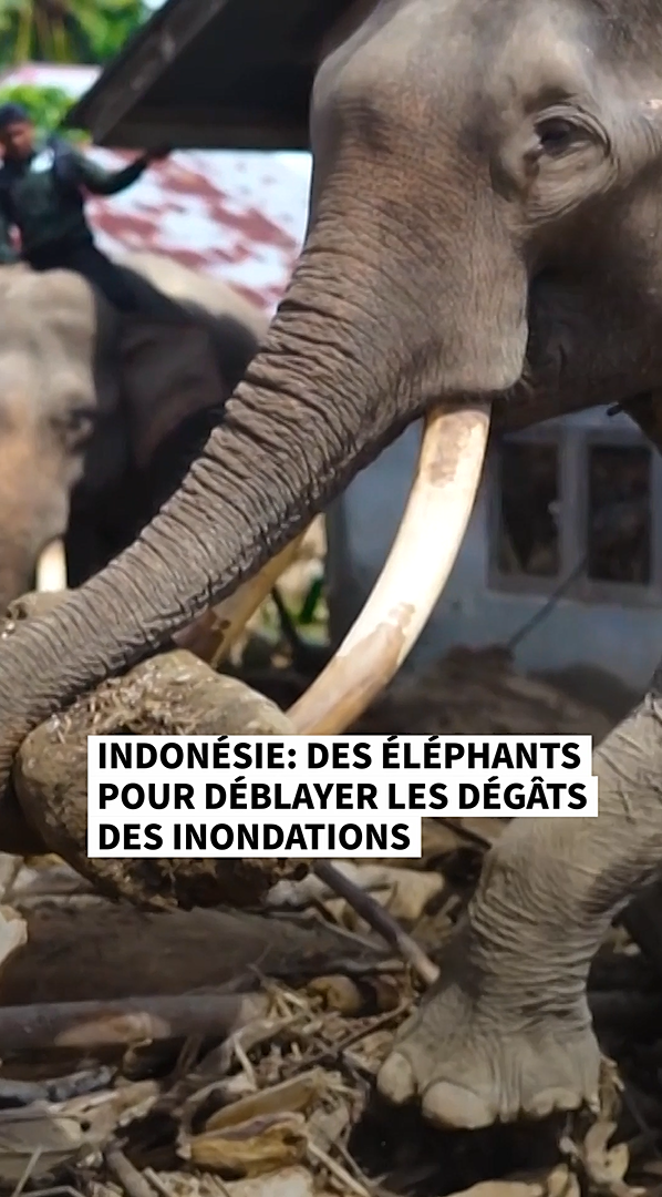 Indonésie : des éléphants pour déblayer les dégâts des inondations