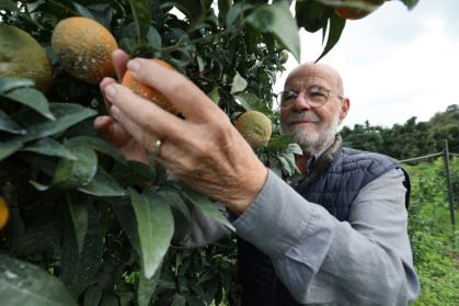 Le producteur de clémentines Jean-Paul Mancel cueille un fruit dans son verger de Santa-Lucia-di-Moriani, en Corse, le 14 novembre 2025 - Pascal POCHARD-CASABIANCA (AFP)