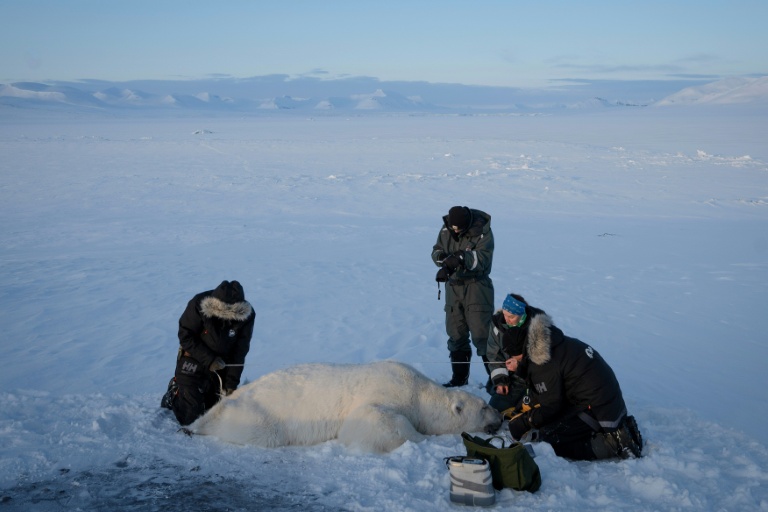 Les ours du Svalbard ont résisté mieux que prévu au réchauffement