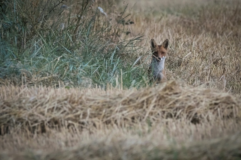 L'élimination des espèces nuisibles en France est "inefficace et coûteuse", selon une étude