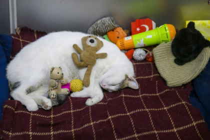 Kanyon le chat se repose dans son panier à l'entrée d'un centre commercial d'Istanbul, le 23 janvier 2026 - Yasin AKGUL (AFP)