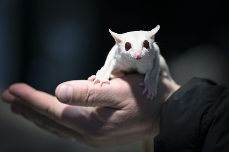 En Chine, la mode des animaux exotiques laisse le bien-être en suspens