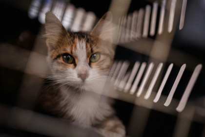 Un chat récupéré dans la banlieue sud de Beyrouth par l'ONG libanaise Animals Lebanon, dans une cage de transport, le 26 mars 2026 - Dimitar DILKOFF (AFP)