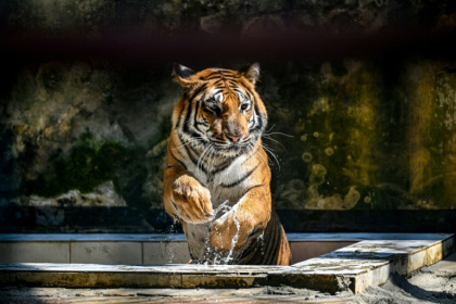 Un tigre du Bengale dans son enclos du  zoo national de Dacca, le 7 avril 2026 au Bangladesh - Munir UZ ZAMAN (AFP)