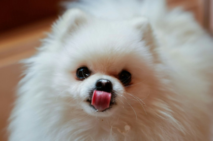 Loulou, un poméranien, mange une pâtisserie pour chien au café "Casa del Doggo", le 7 mai 2026 à Paris - Xavier GALIANA (AFP)