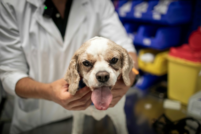 Chimios ou radiothérapies... chiens et chats soignés, eux aussi, contre le cancer