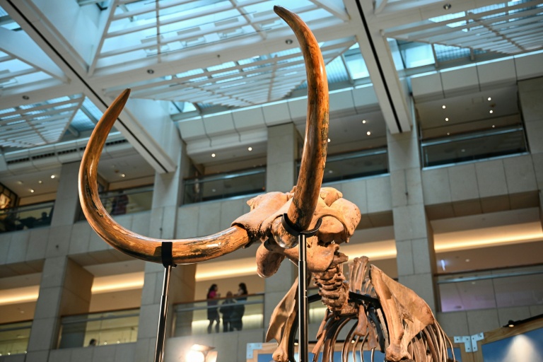 De l'ADN de mammouth retrouvé dans des excréments congelés d'écureuil