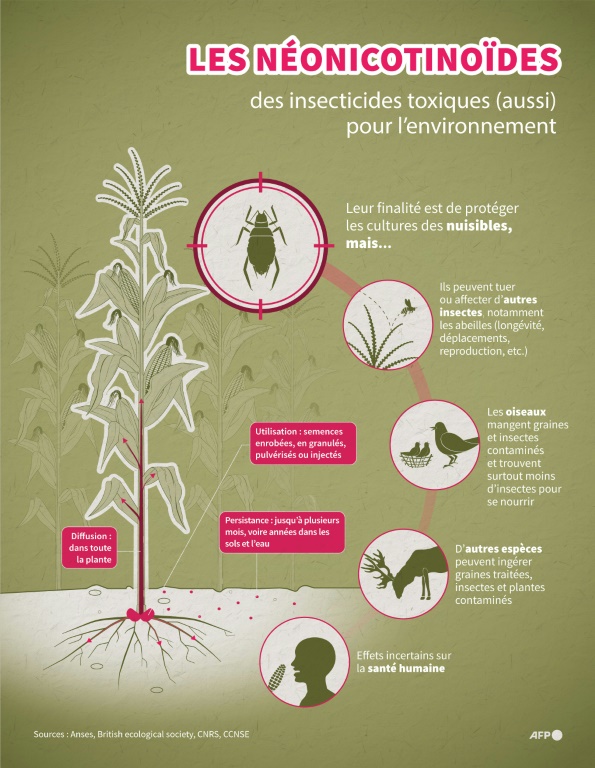 Acétamipride et flupyradifurone: comment deux pesticides interdits vont être réintroduits