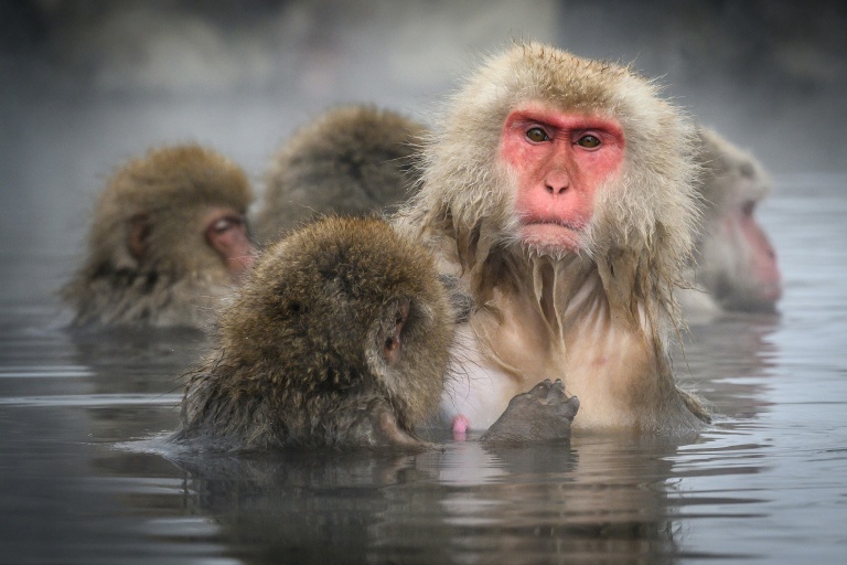 Un parc japonais aux "singes des neiges" va limiter ses visiteurs après une surfréquentation et des incivilités