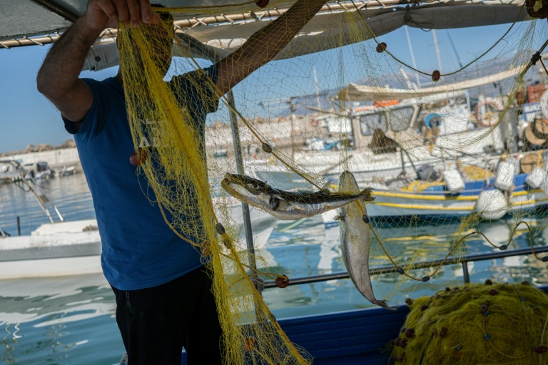 Grèce : les poissons-ballons dévastent la pêche en Crète