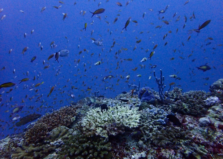 Les océans mondiaux ont atteint un pic de chaleur en juin