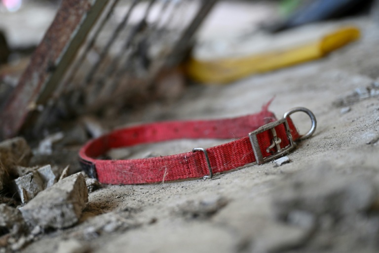 En Corée du Sud, des milliers de chiens disparus avant l'interdiction de leur viande